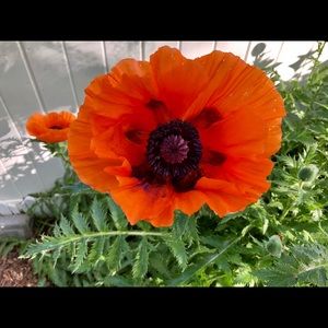 Meet your Posher, Kristy